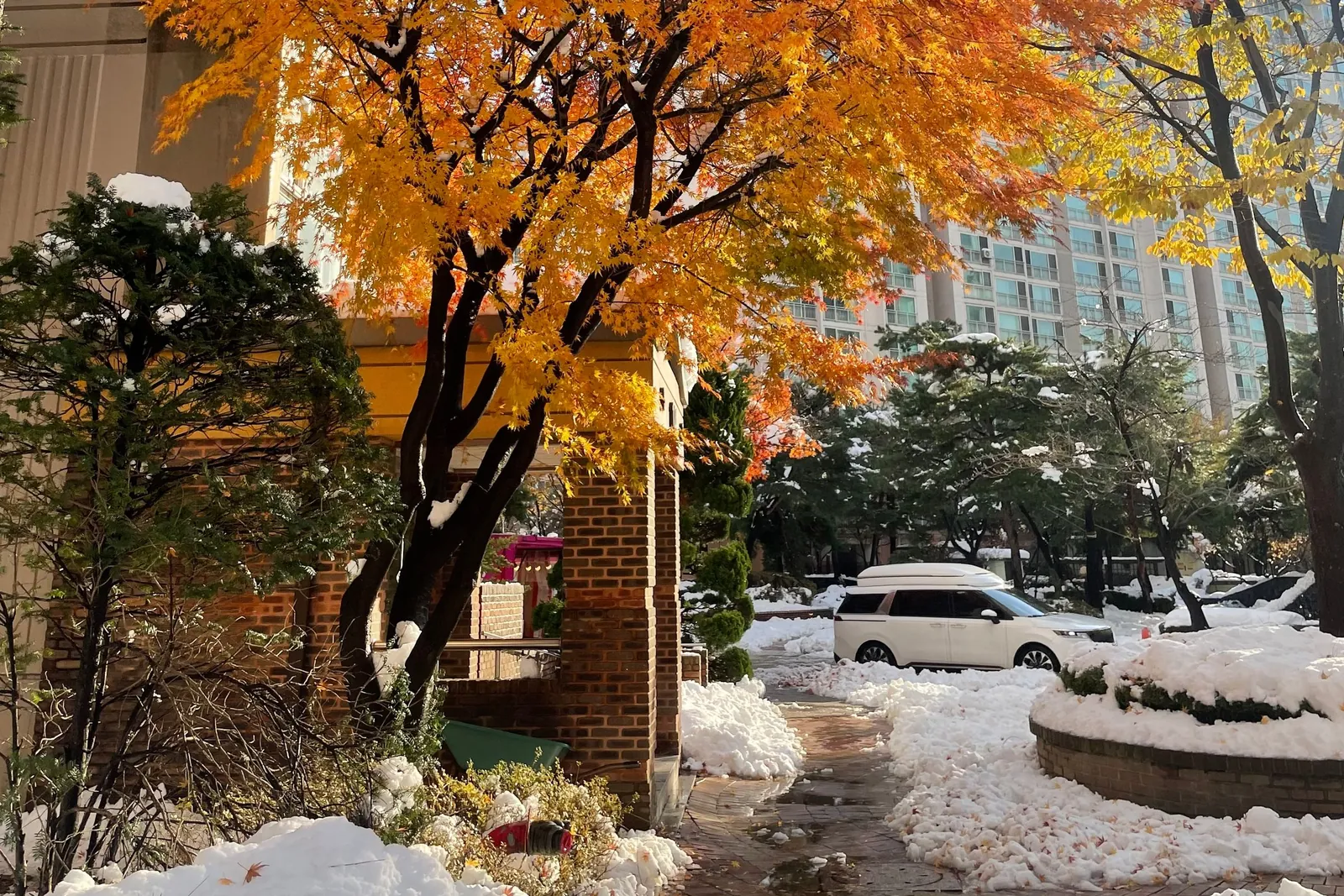 첫눈이 쌓인 단지 안 산책로와 주황 단풍나무, 뒤로 보이는 아파트 동